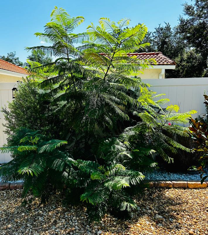 Jacaranda Trees for Sale