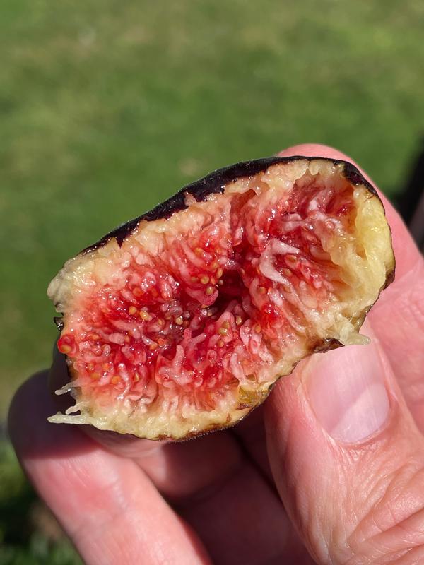 Chicago Hardy Fig Trees for Sale