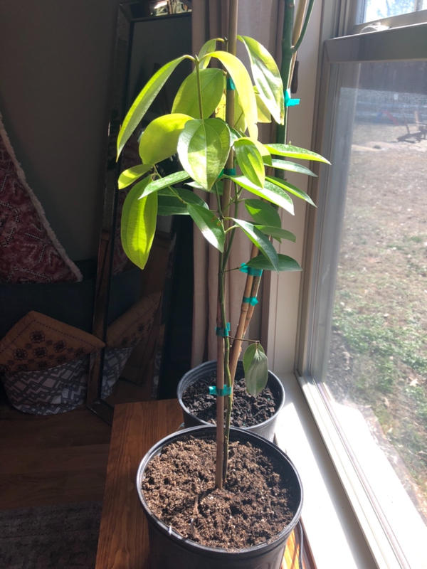 Cinnamon Trees For Sale– FastGrowingTrees.com