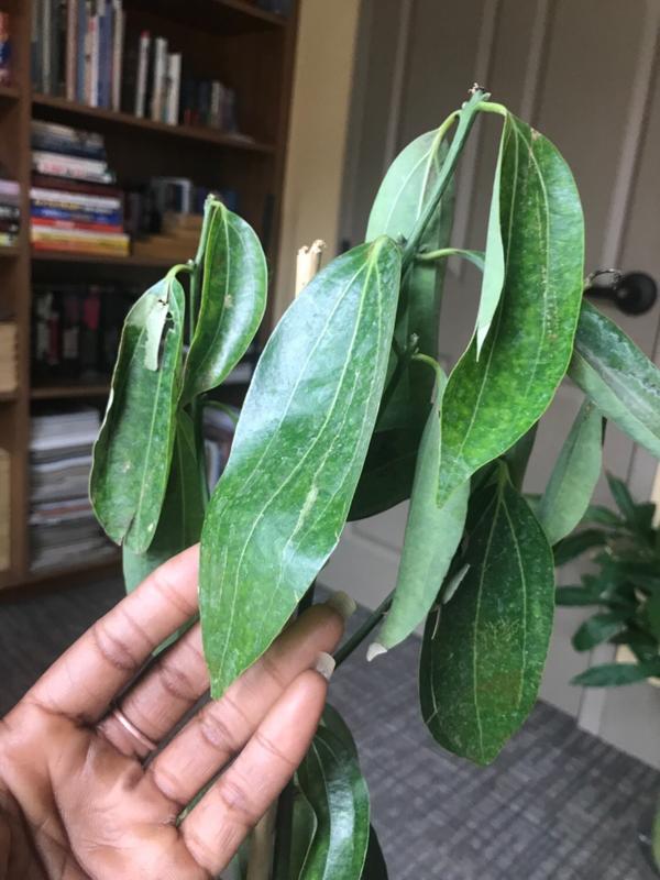 Cinnamon Trees for Sale