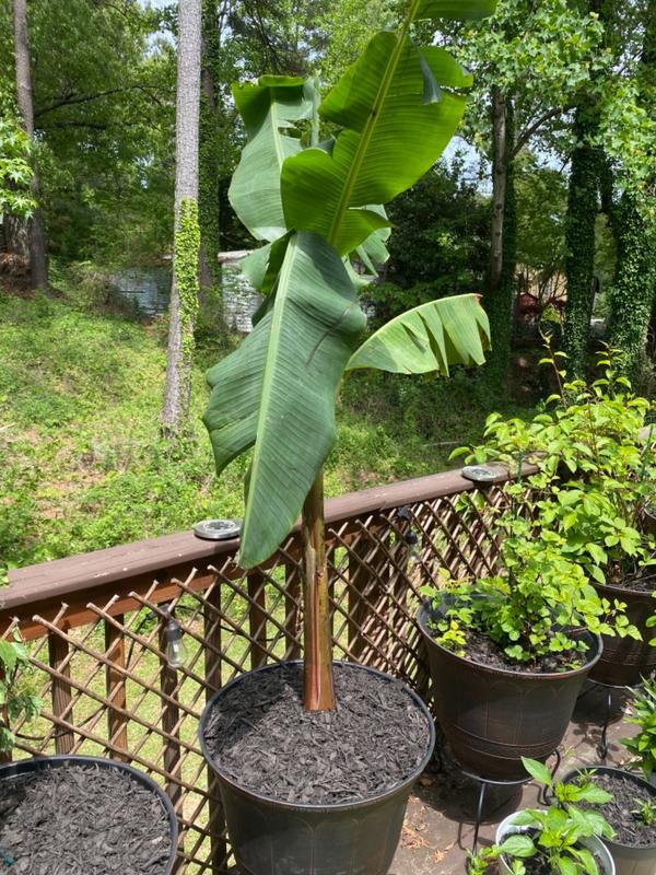 Grand Nain 'Naine' Banana Trees for Sale– FastGrowingTrees.com