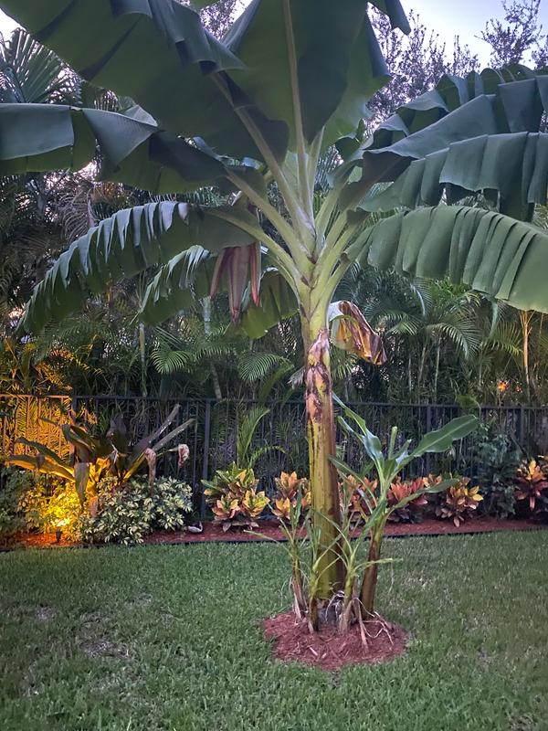 Grand Nain 'Naine' Banana Trees for Sale