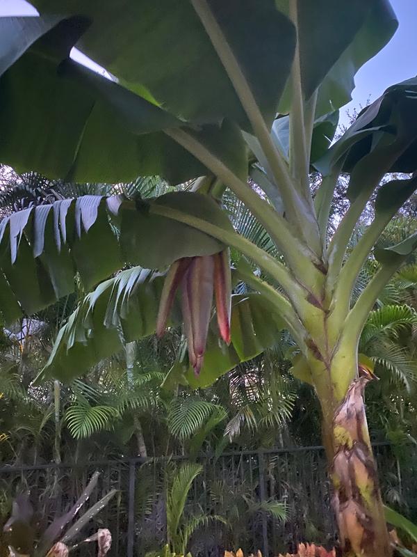 Grand Nain 'Naine' Banana Trees for Sale