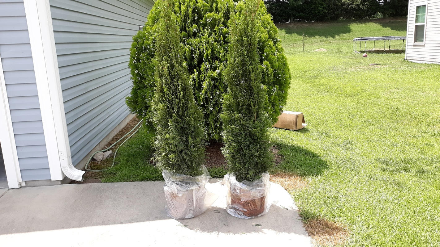 Emerald Green Thuja Arborvitaes for Sale