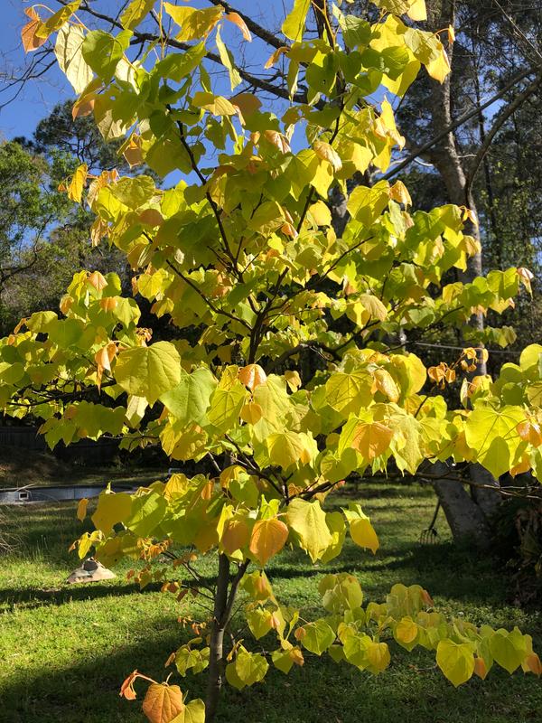 The Rising Sun Redbud Trees For Sale FastGrowingTrees Com   72787 1532769337396 7777358e B531 49d8 9e54 2fdf635b0591 