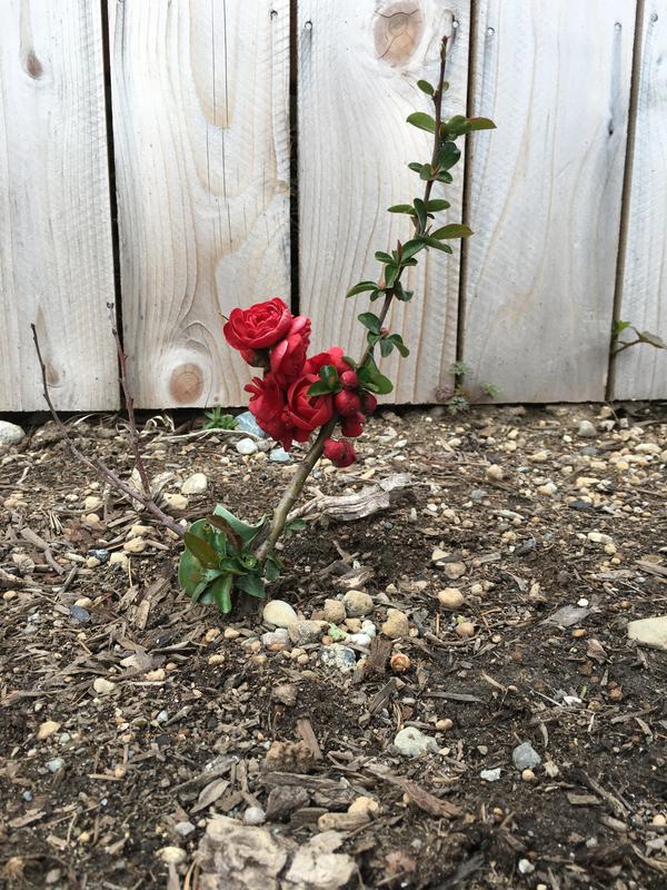 Flowering Quinces for Sale