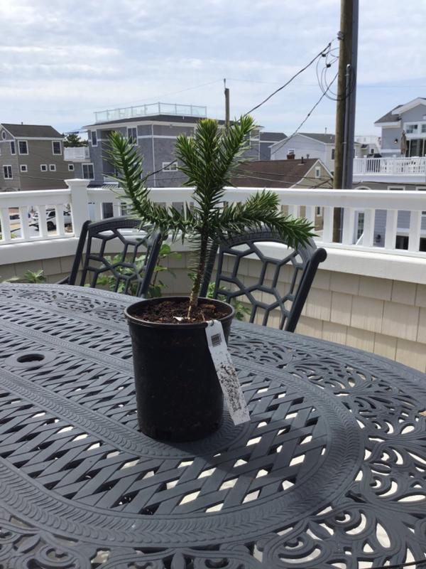 Monkey Puzzle Trees for Sale