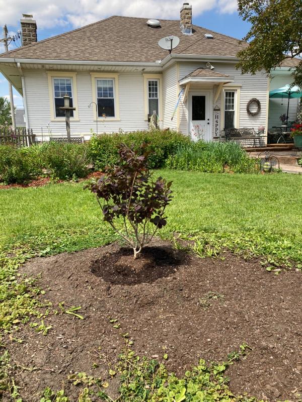 Royal Purple Smoke Trees for Sale