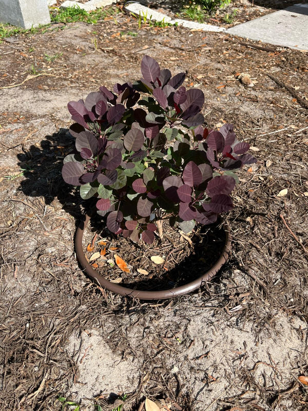 Royal Purple Smoke Trees for Sale