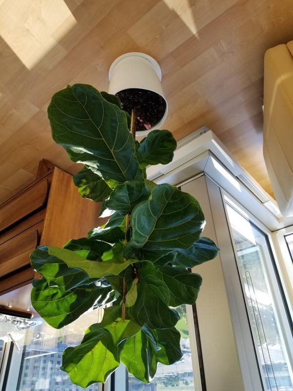 Fiddle Leaf Fig Trees For Sale