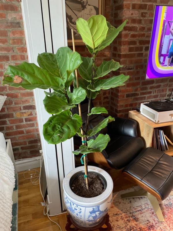 FiddleLeaf Fig Trees for Sale