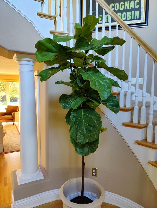 FiddleLeaf Fig Trees for Sale