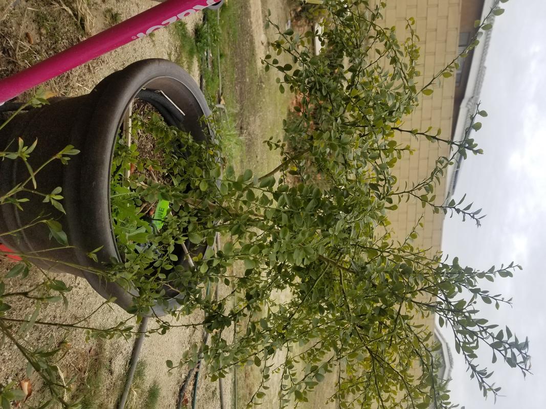 Finger Lime Trees For Sale Fastgrowingtrees Com