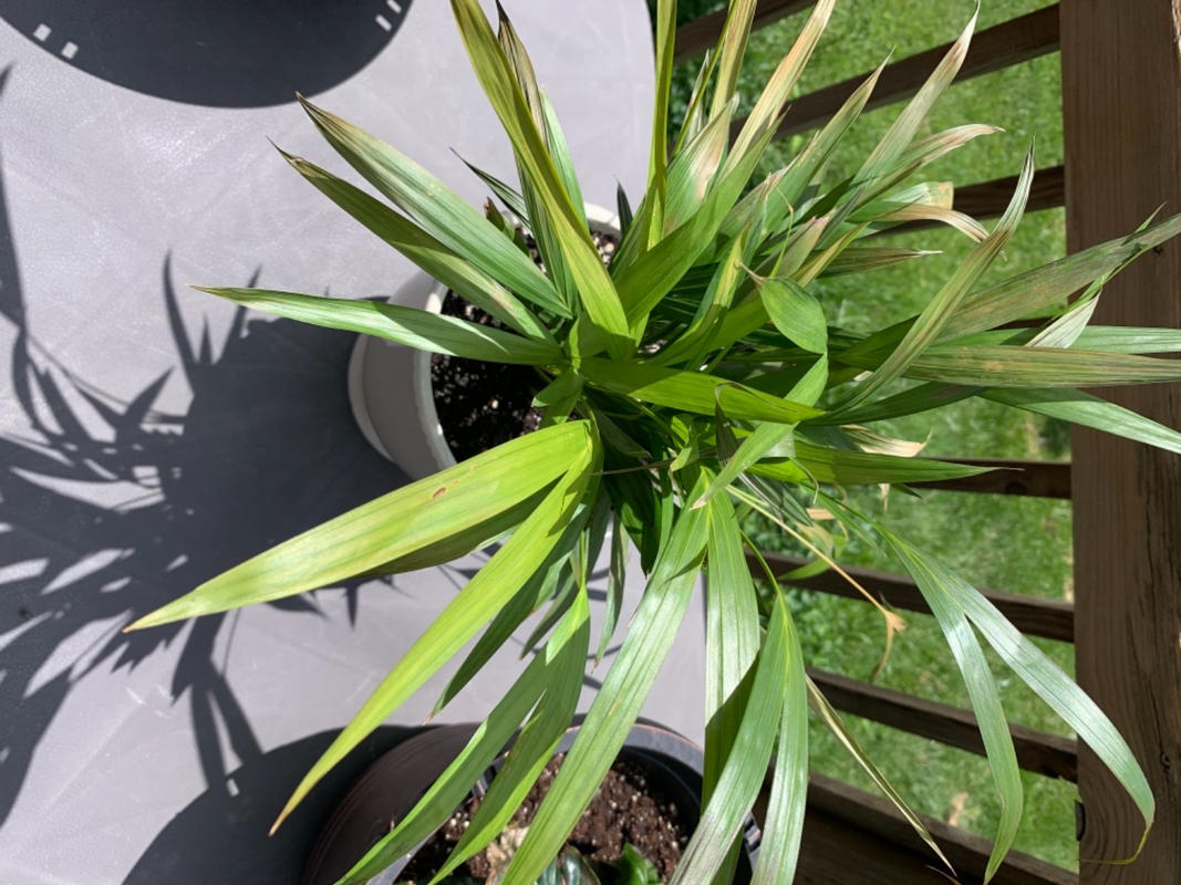 Areca Palm Trees for Sale