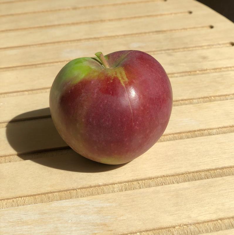 Arkansas Black Apple Trees for Sale