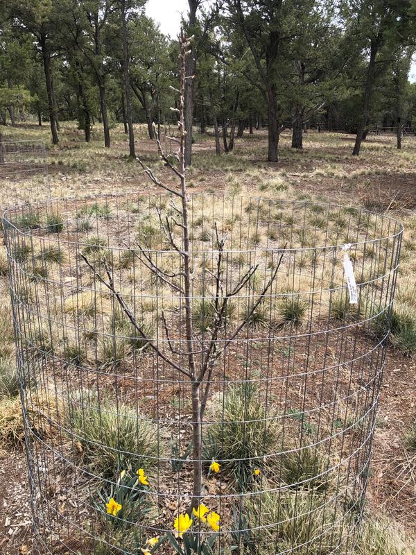 Arkansas Black Apple Trees for Sale