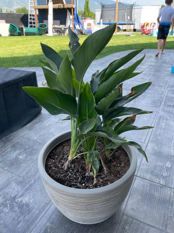Bird of Paradise Plants for Sale – FastGrowingTrees.com