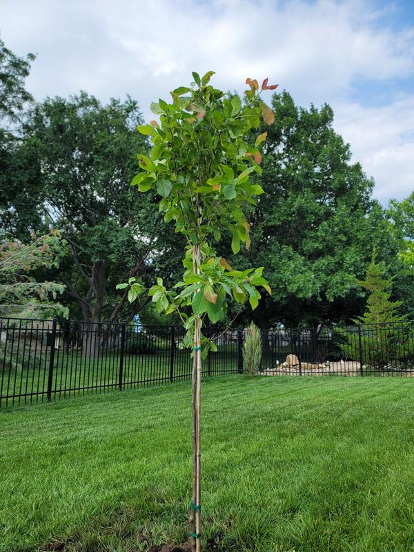 Wildfire Black Gum Trees for Sale – FastGrowingTrees.com