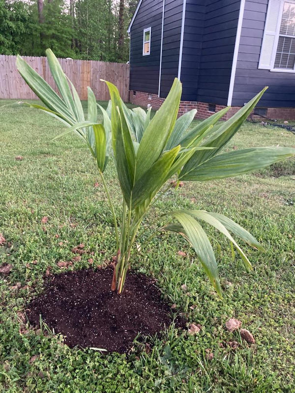 Christmas Palm Trees for Sale