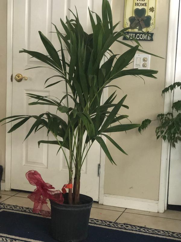 Christmas Palm Trees for Sale