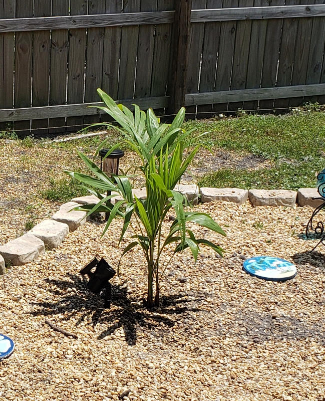 Christmas Palm Trees for Sale