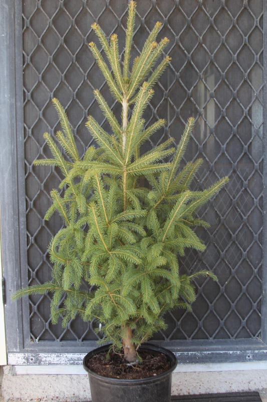 White Spruce Trees for Sale