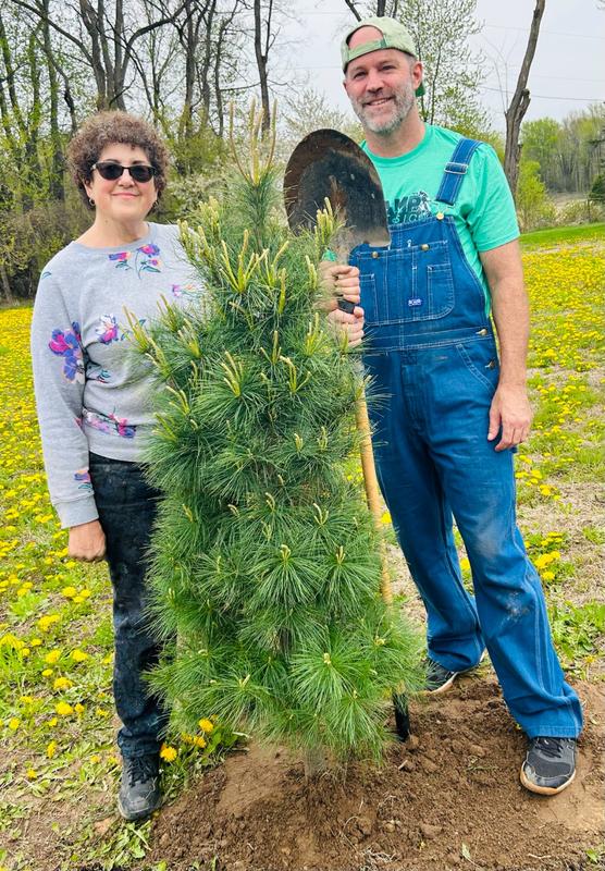 Eastern White Pine Trees for Sale