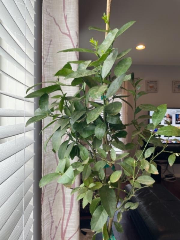 LemonLime Citrus Trees for Sale