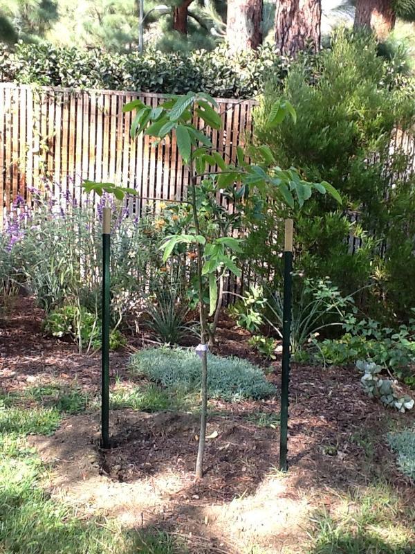 Ylang Ylang Trees for Sale