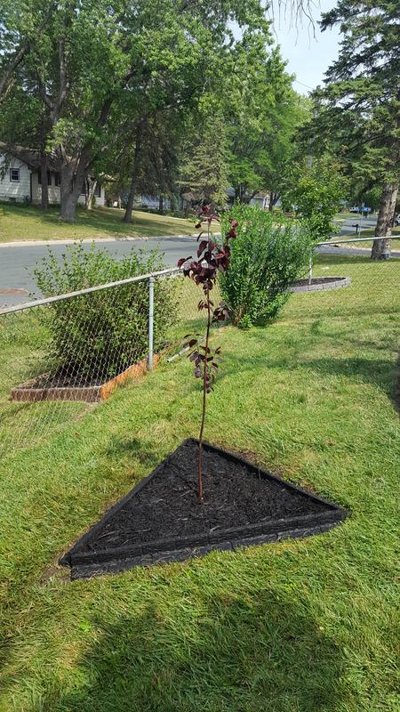 Krauter Vesuvius 'KV' Flowering Plum Trees for Sale – FastGrowingTrees.com