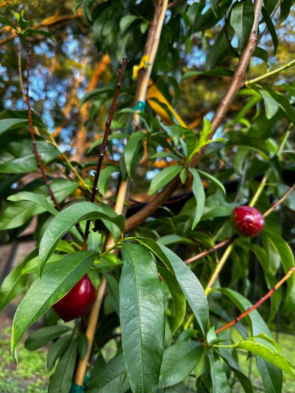 Red Gold Nectarine Trees for Sale
