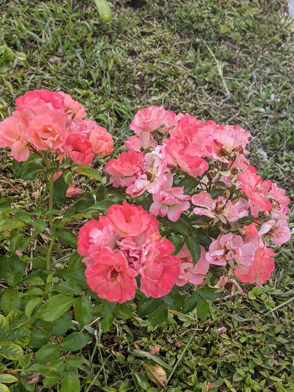 Peach Drift® Roses for Sale