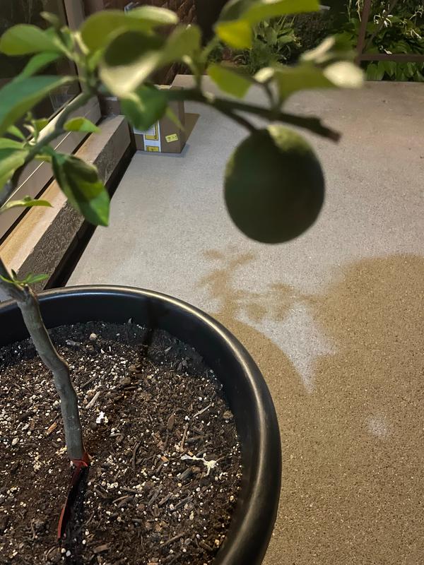 Valencia Orange Trees for Sale