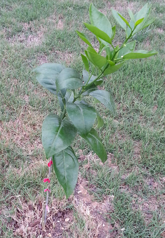 Navel Orange Trees for Sale