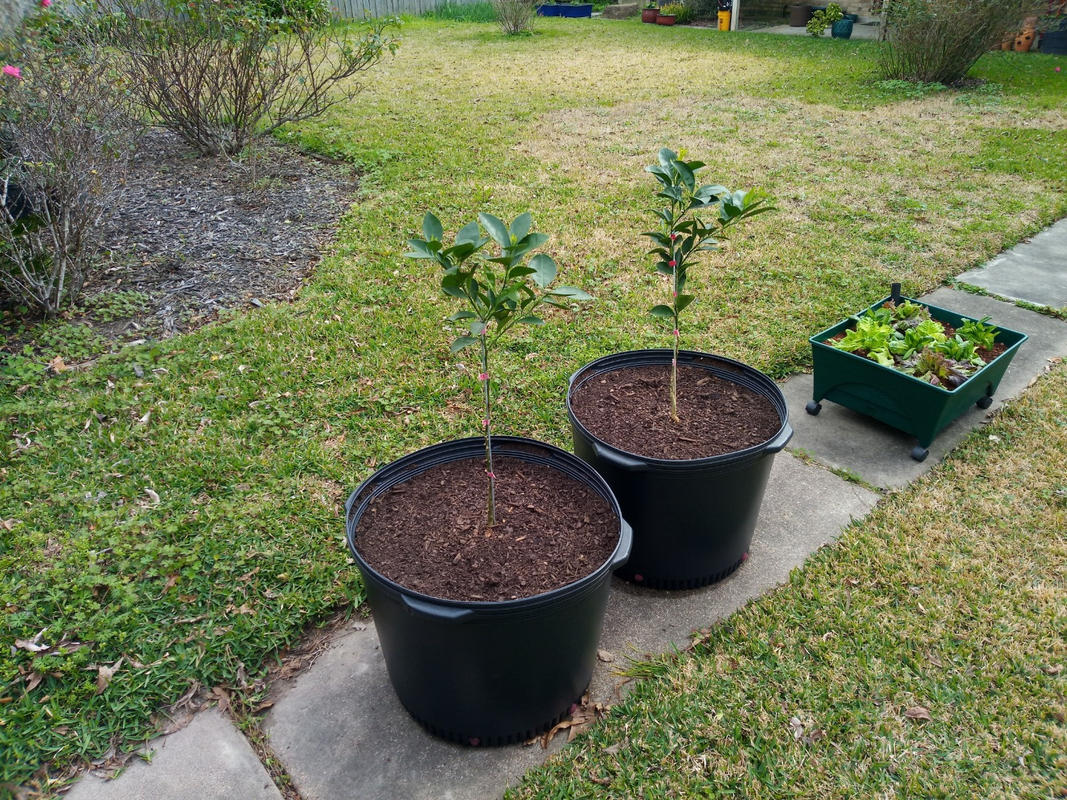 Navel Orange Trees for Sale
