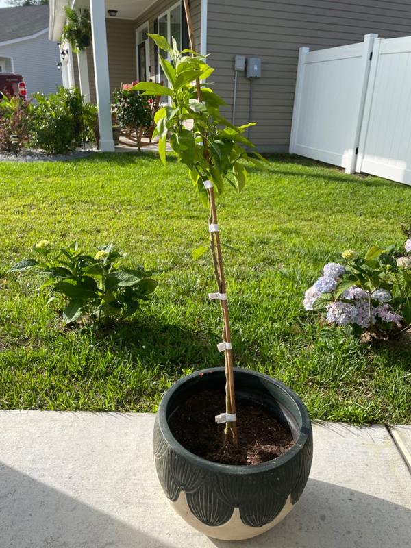 EasyPeel Clementine Trees for Sale