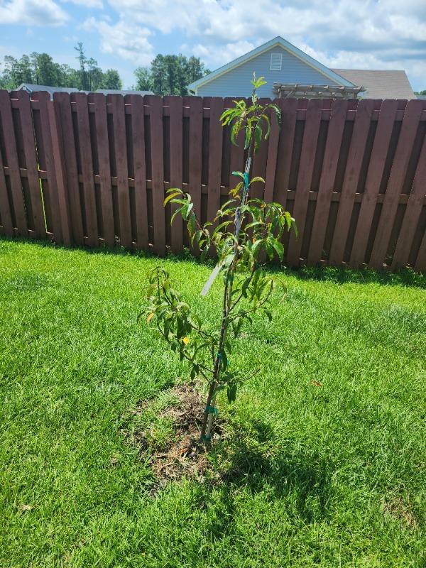 Reliance Peach Trees for Sale