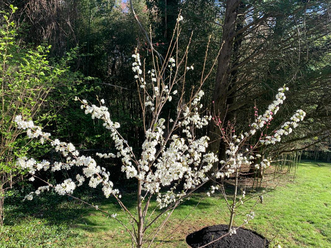 Bubblegum 'Toka' Plum Trees For Sale – FastGrowingTrees.com