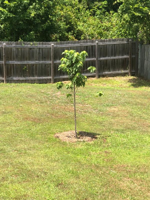 Silver Maple Trees for Sale
