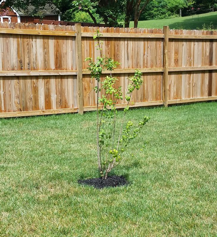 Flame Amur Maple Trees for Sale