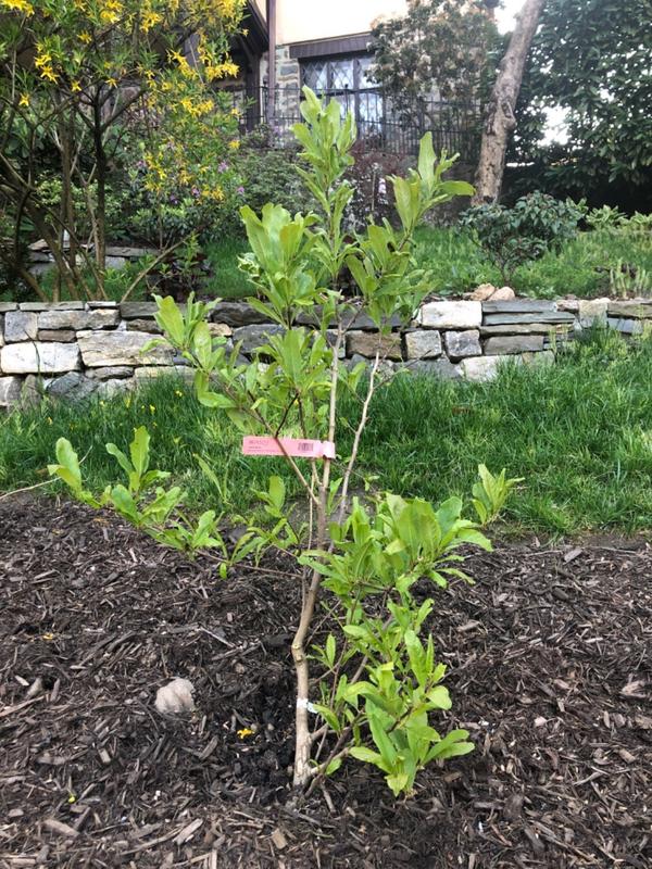 Royal Star Magnolia Trees for Sale