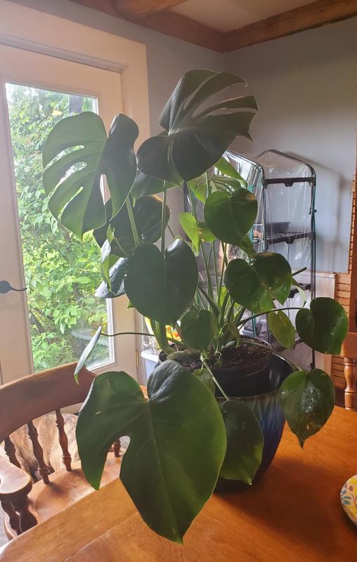 Swiss Cheese Plants for Sale