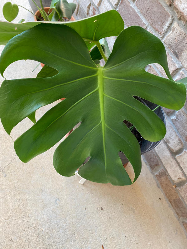 Swiss Cheese Plants for Sale