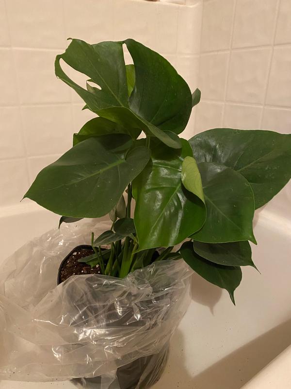 Swiss Cheese Plants for Sale