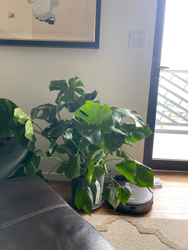 Swiss Cheese Plants for Sale