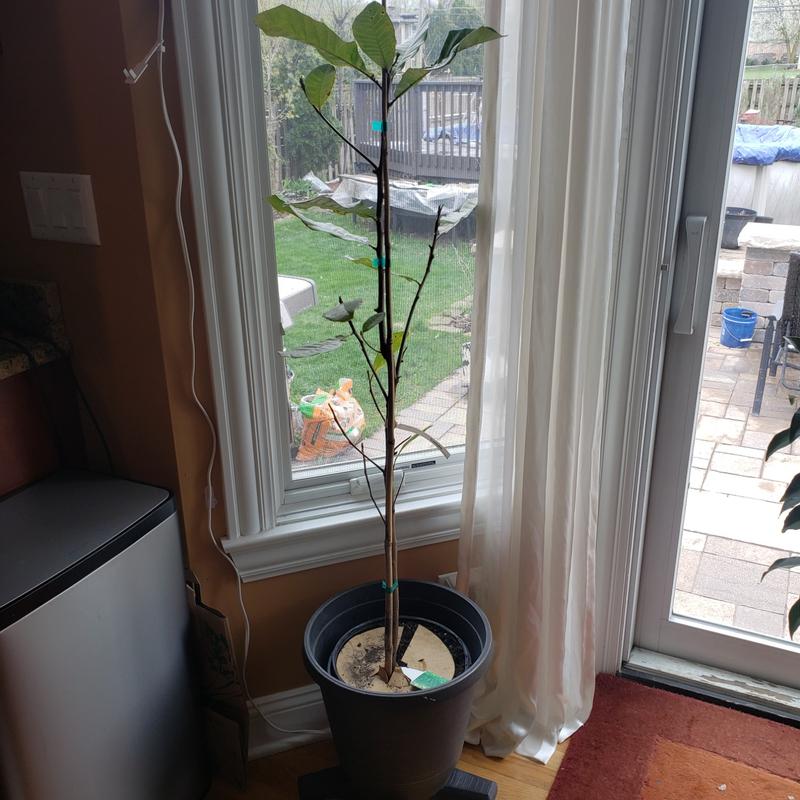 Cashew Trees for Sale