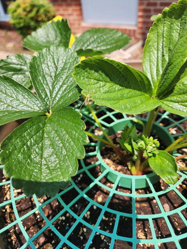 USDA Organic Everbearing Strawberry Plants for Sale – FastGrowingTrees.com