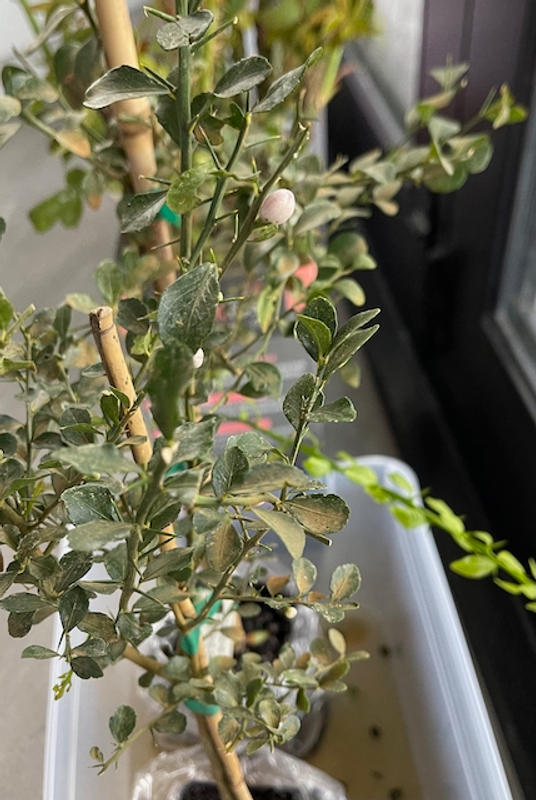 Australian Finger Lime Trees for Sale