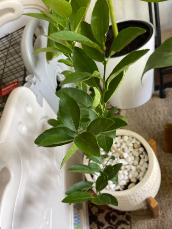 Key Lime Bushes for Sale