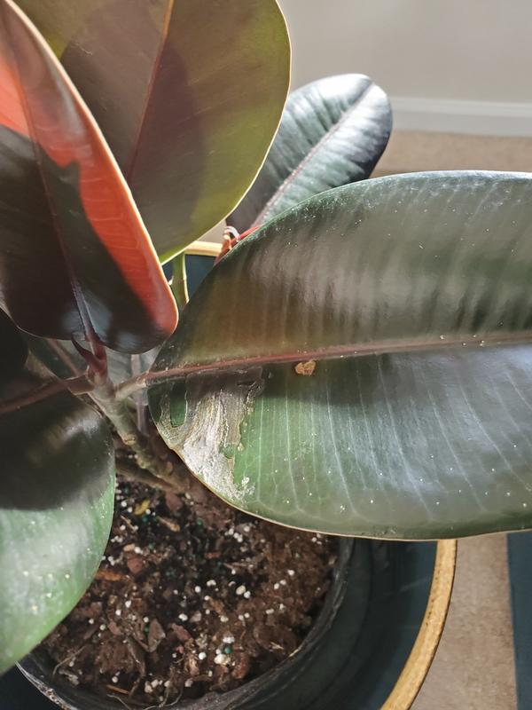 Rubber Plants for Sale